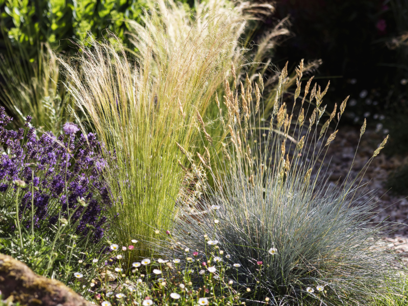 Ziergräser im Garten.