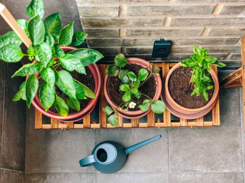 Pflanzen und eine Gießkanne auf dem Balkon
