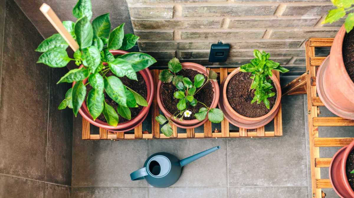 Pflanzen und eine Gießkanne auf dem Balkon