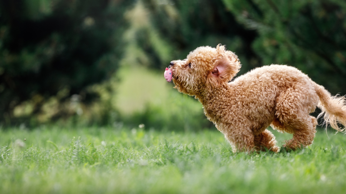 Ein Pudel-Welpe rennt über einen grünen Rasen.