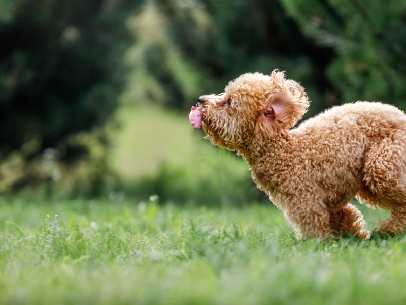 Ein Pudel-Welpe rennt über einen grünen Rasen.