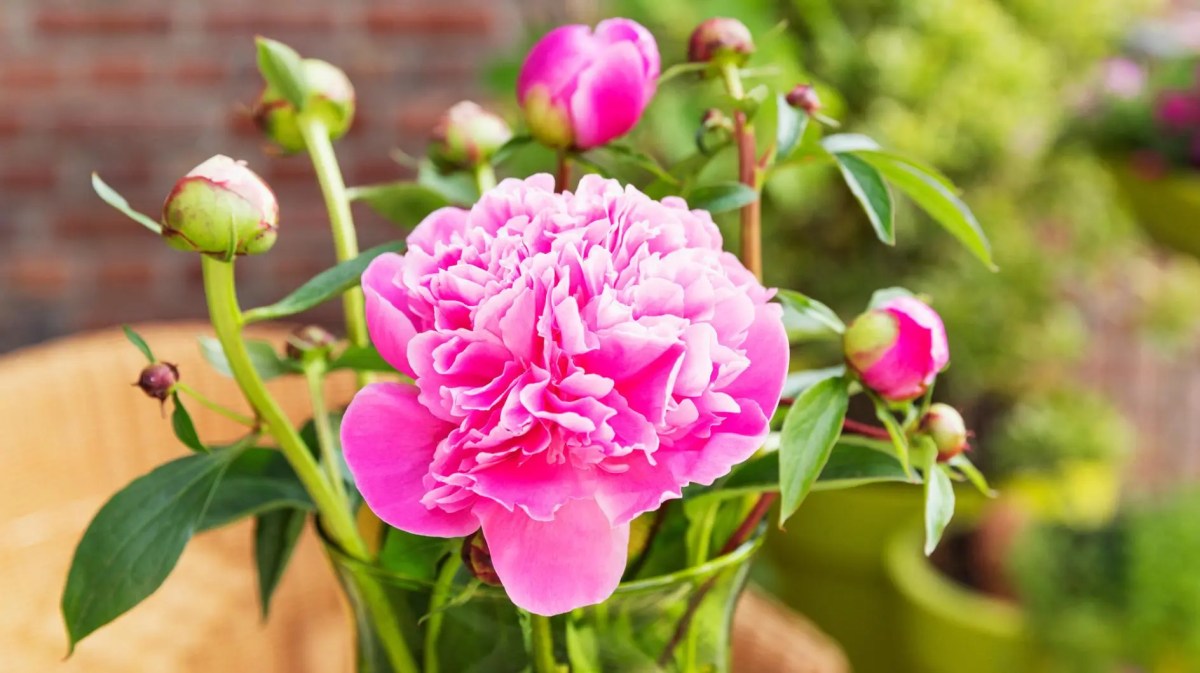 Im Vordergrund ist die Blüte einer geöffneten Pfingstrose in der Vase. Im Hintergrund sind weitere geschlossene Knospen in derselben Vase.