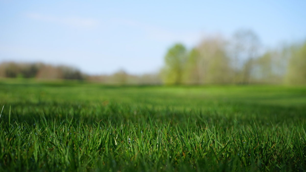 Nahaufnahme einer grünen Rasenfläche