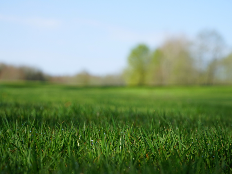 Nahaufnahme einer grünen Rasenfläche