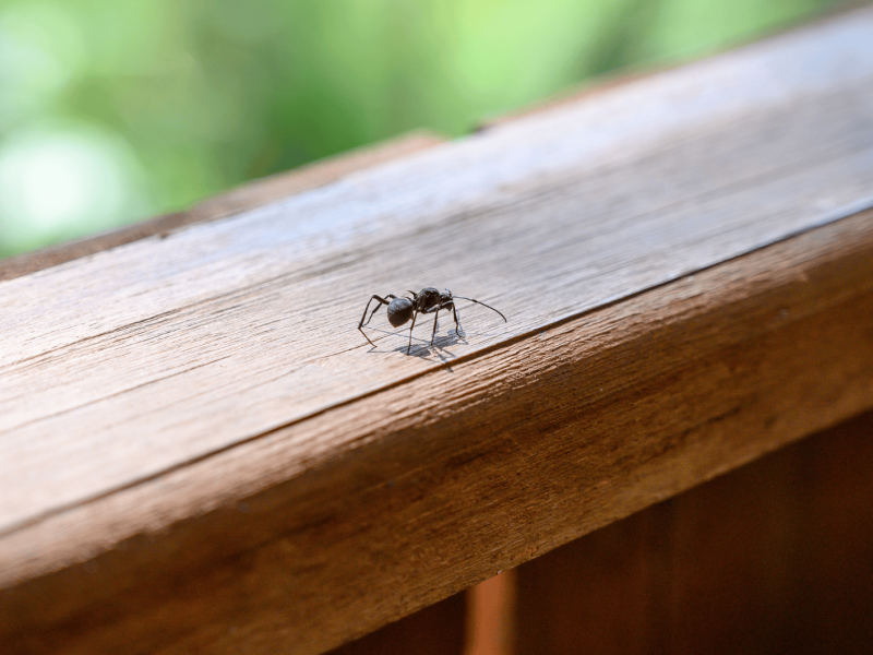 Einzelne Ameise krabbelt auf Balkon-Geländer.