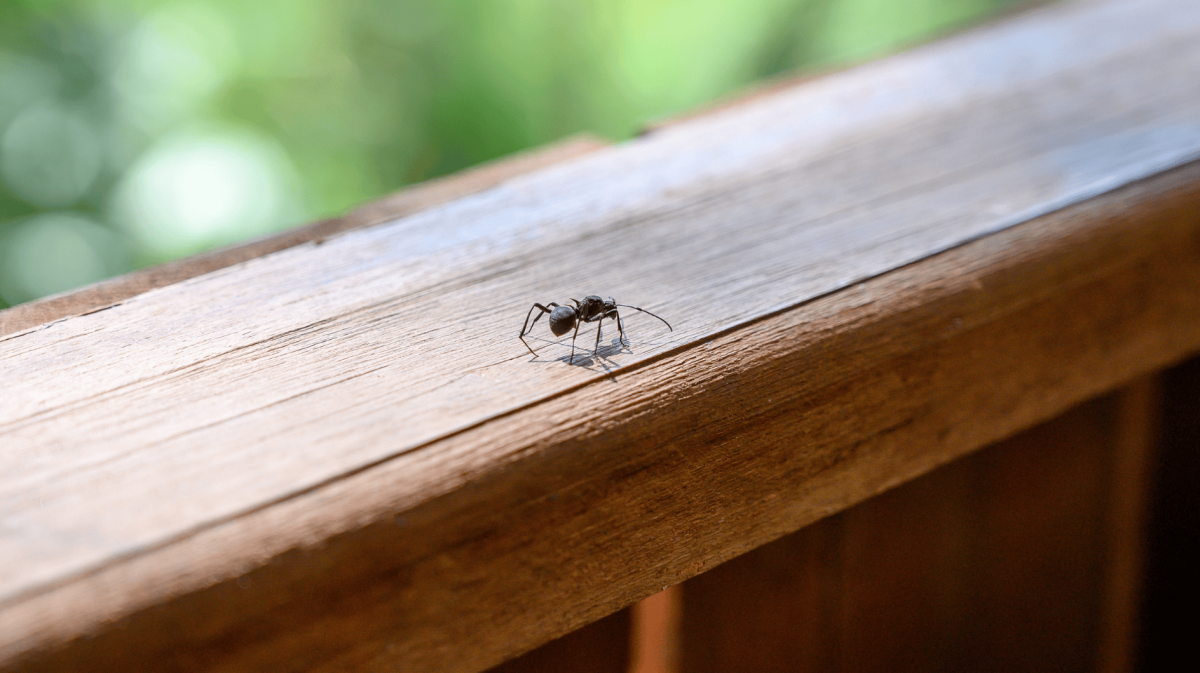 Einzelne Ameise krabbelt auf Balkon-Geländer.
