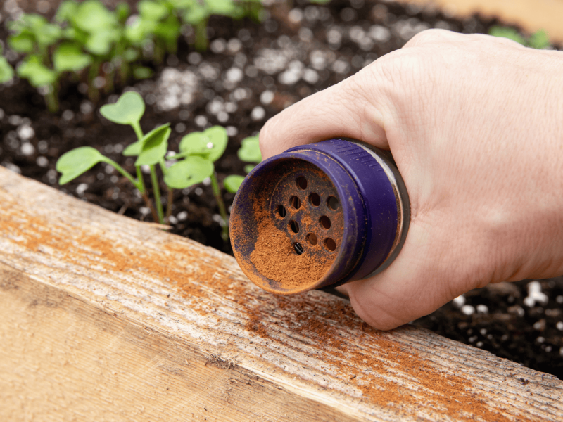 Person streut Zimt neben seinen Pflanzen.