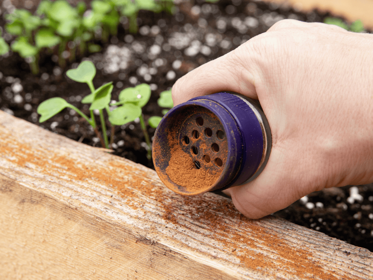Person streut Zimt neben seinen Pflanzen.