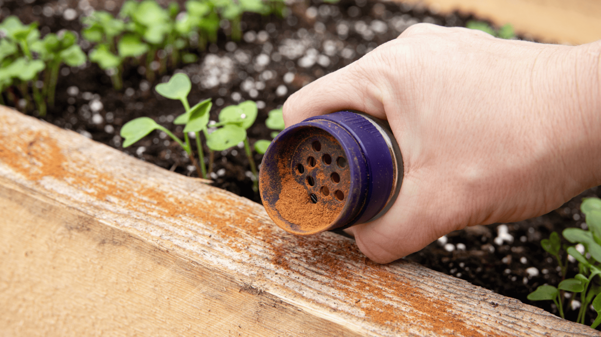 Person streut Zimt neben seinen Pflanzen.