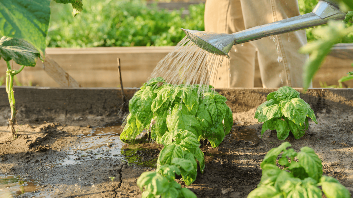 Person gießt Basilikum im Hochbeet.