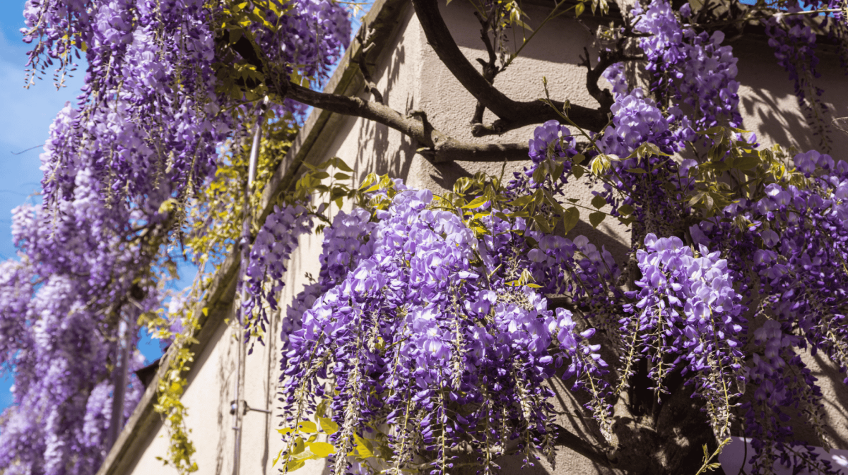 Blauregen an einer Häuserfassade.
