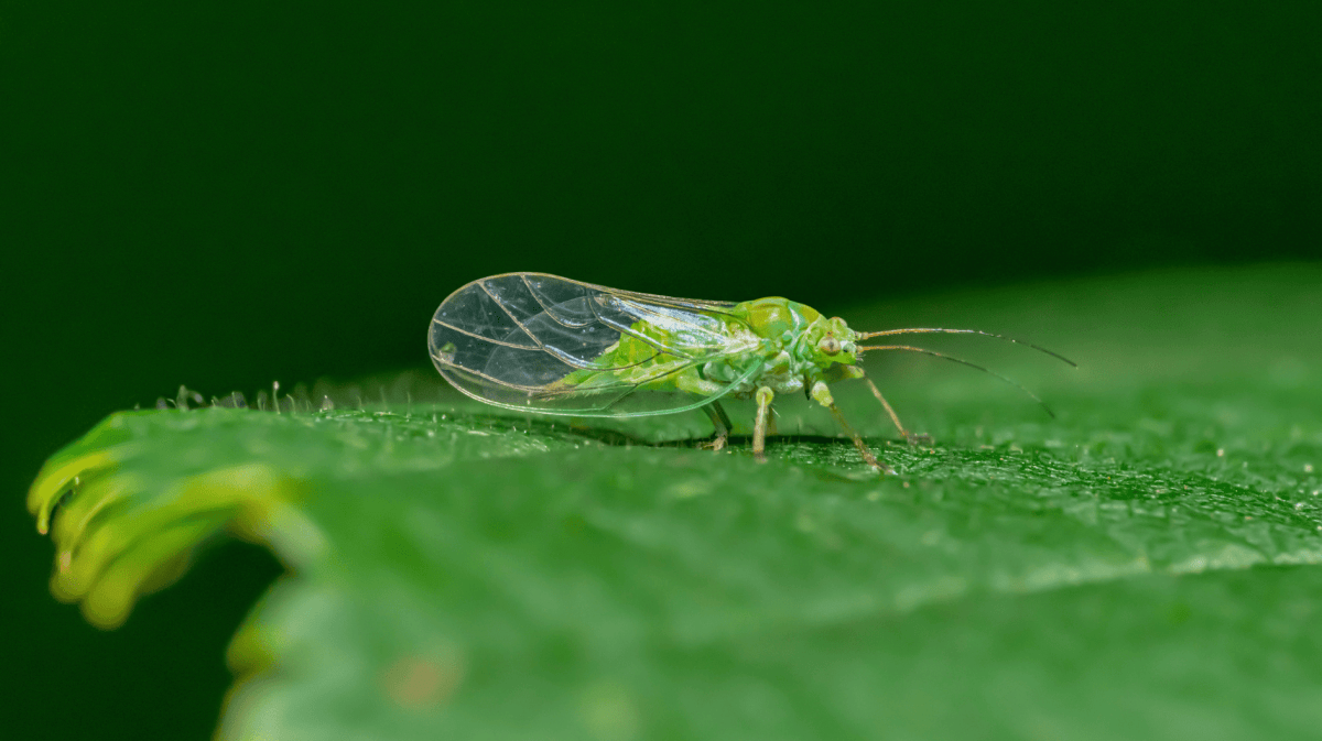 Buchsbaumblattfloh auf einem Blatt.