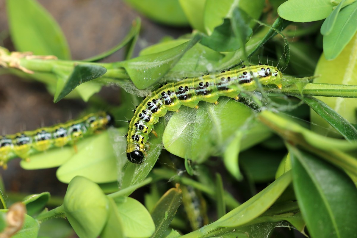 Buchsbaumzünsler sitzt auf Buchsbaum-Blatt