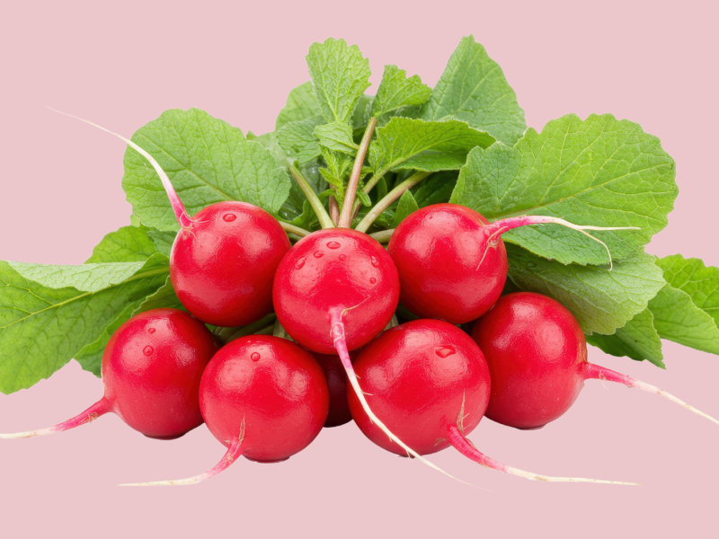 Ein Bund Radieschen vor einem Rosa Hintergrund.