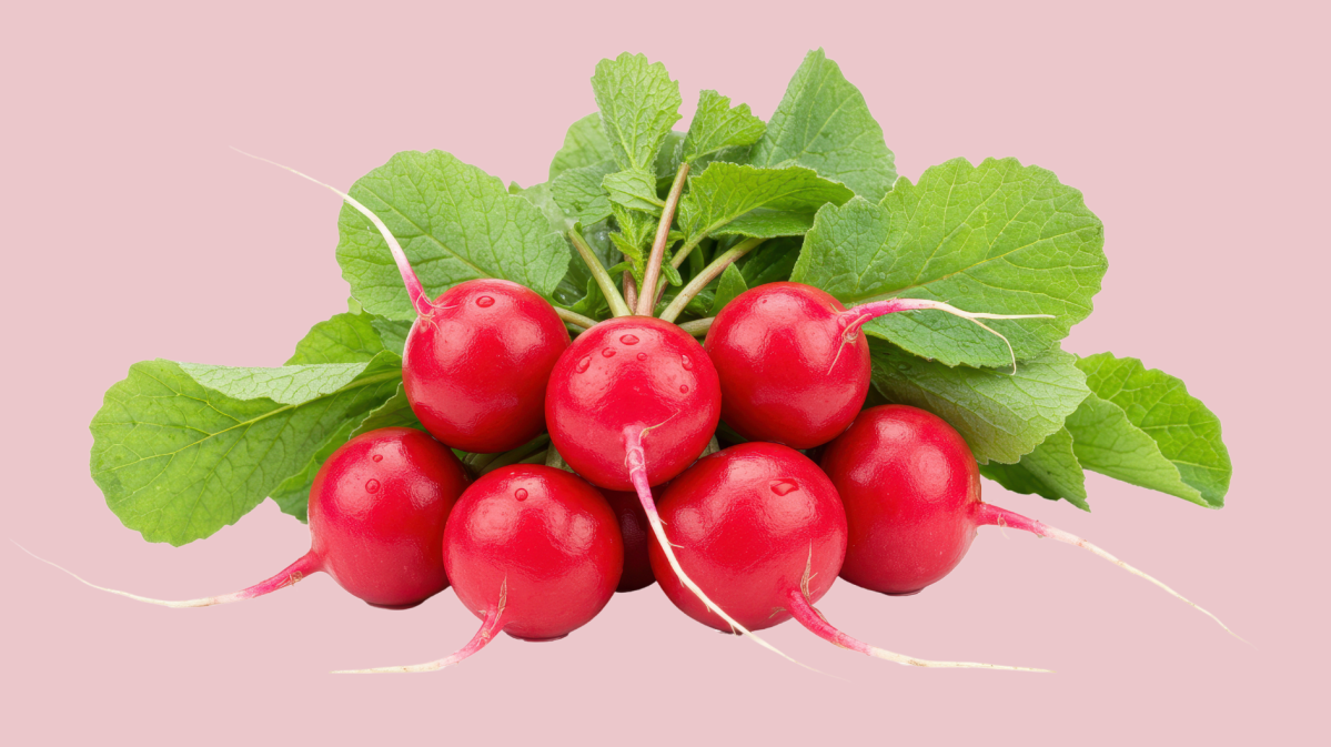 Ein Bund Radieschen vor einem Rosa Hintergrund.