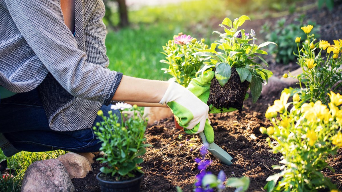 Frau pflanzt sommerliche Blumen in ihrem Garten
