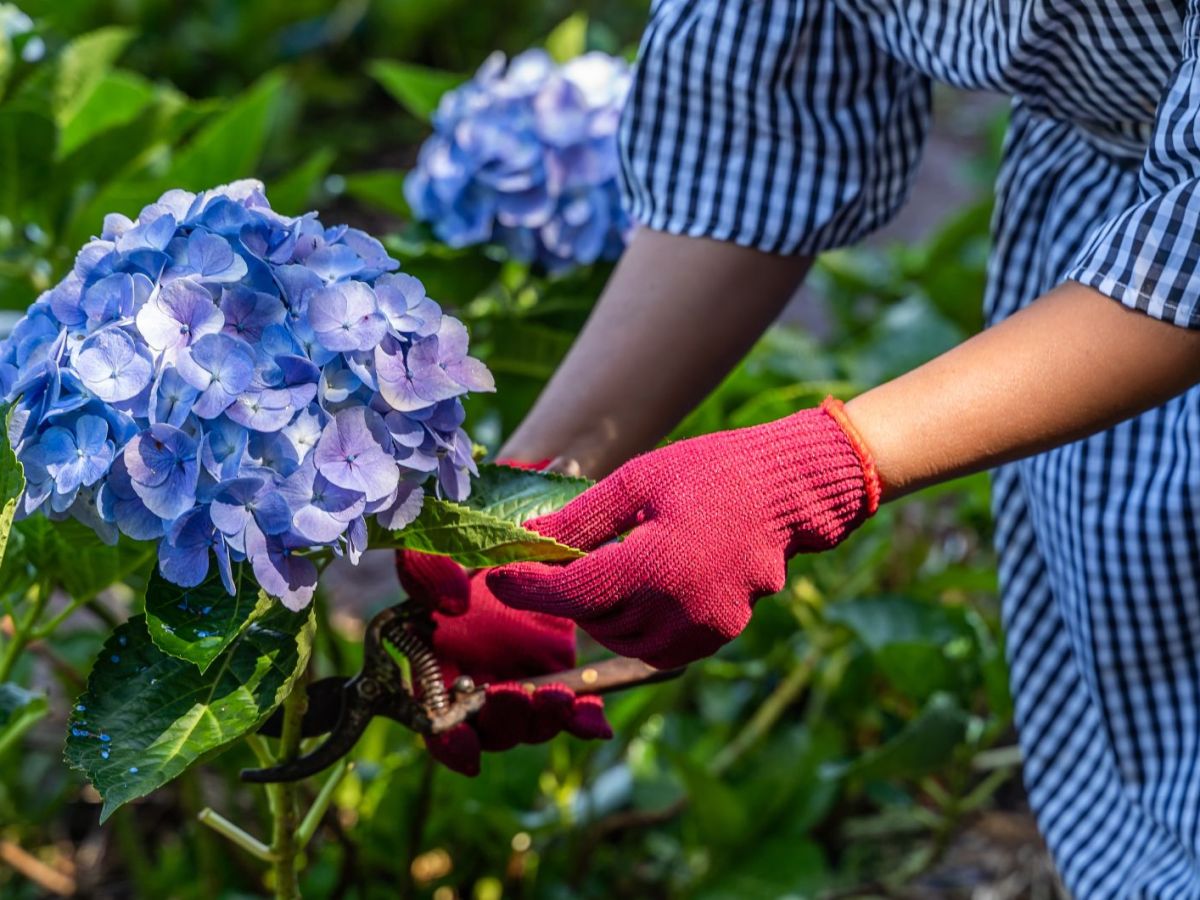 Frau in blau kariertem Kleid schneidet blaue Hortensien