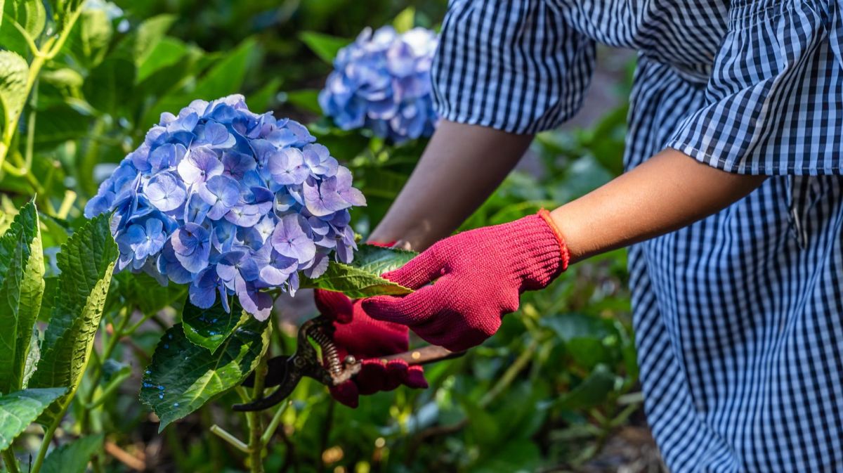Frau in blau kariertem Kleid schneidet blaue Hortensien