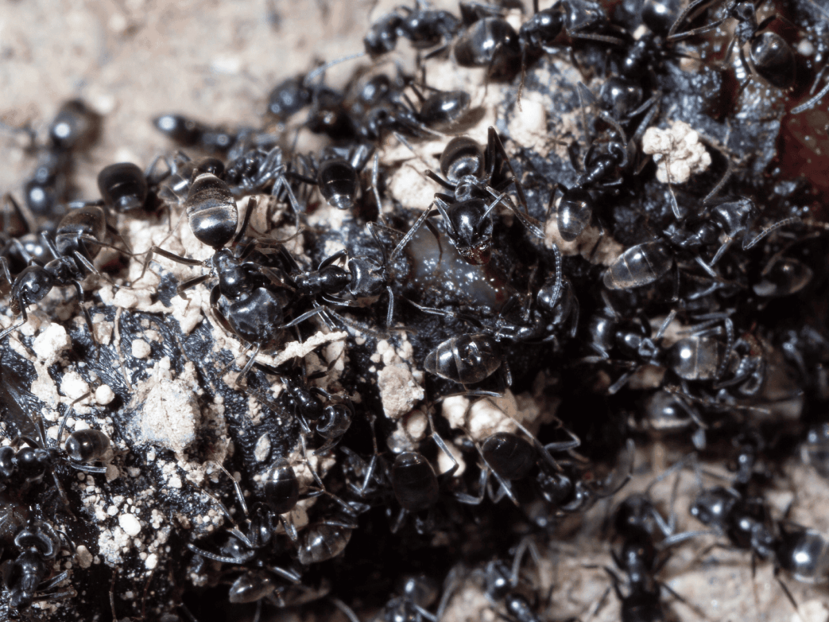 Tapinoma magnum f&auml;llt &uuml;ber einen Wurm her.