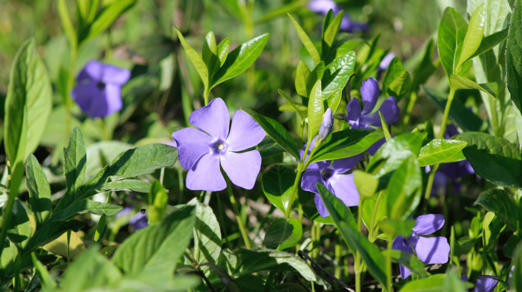 Kleines Immergrün mit lila Blüte.