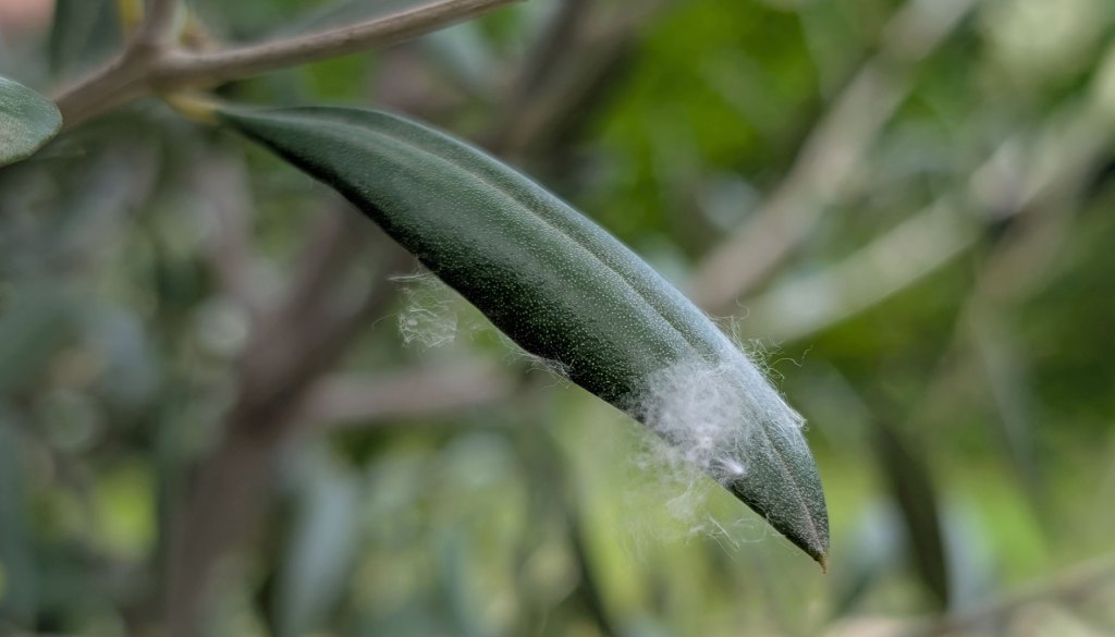 Wollläuse auf Olivenbaum-Blatt