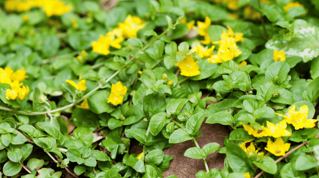 Pfennigkraut mit gelben Blüten.