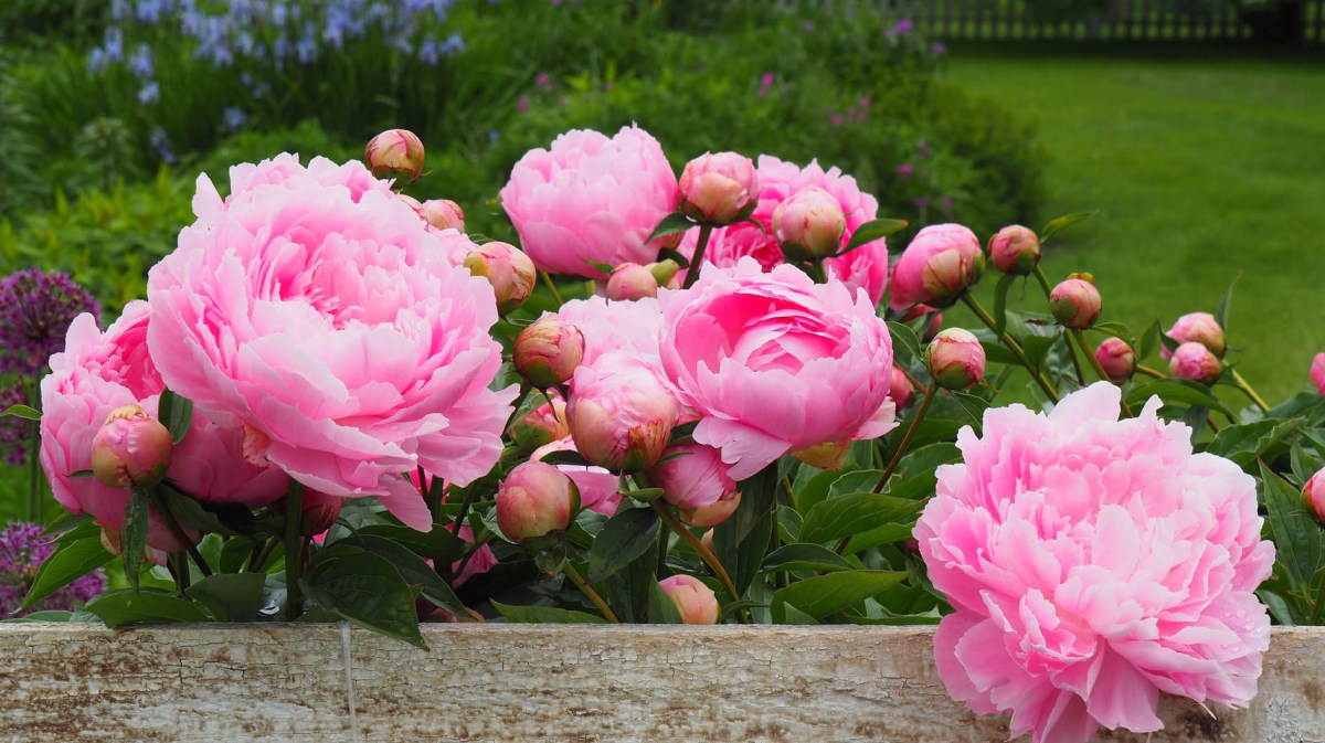 Pinke Pfingstrosen im Garten im Sommer