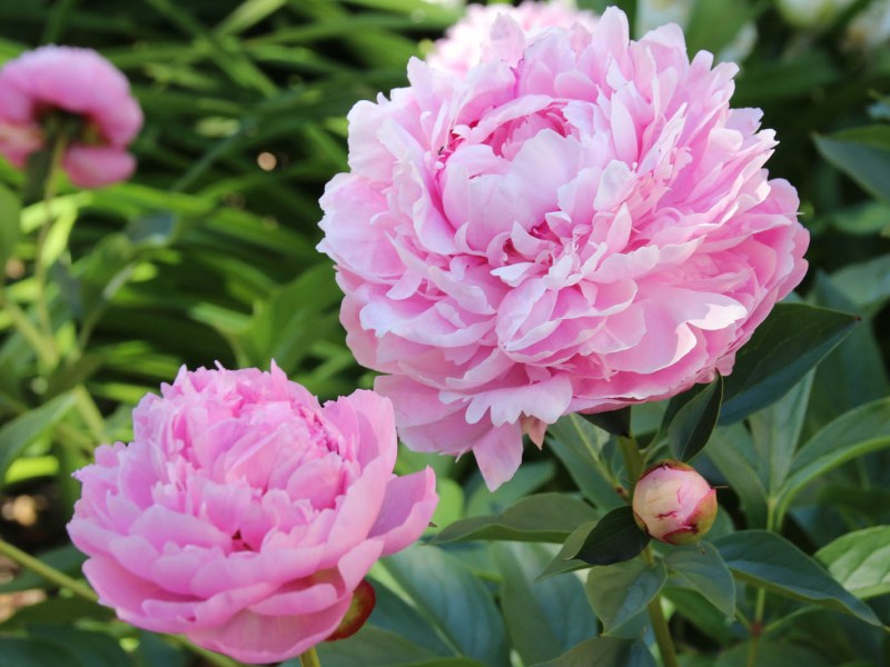 Rosa Pfingstrosen im Garten, die üppig blühen.