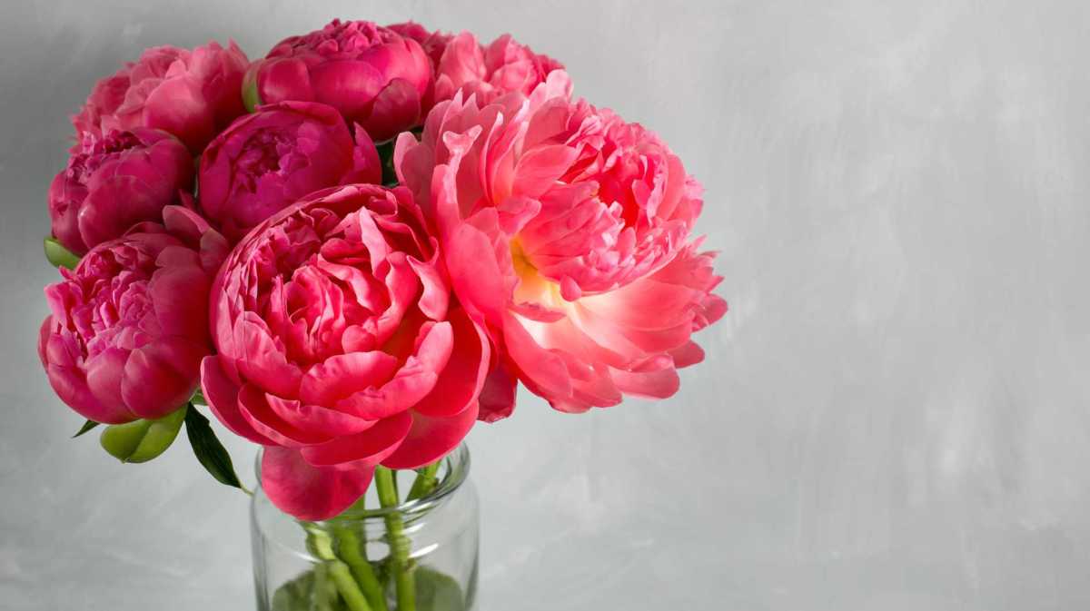 Korallen-Pfingstrosen in der Vase