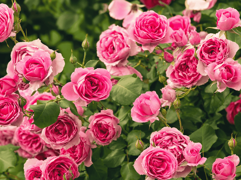 Pinker Rosenstrauch in Garten.