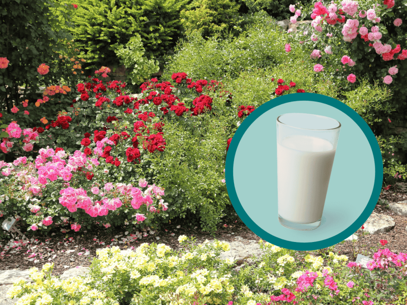 Rosengarten mit einem Glas Milch.