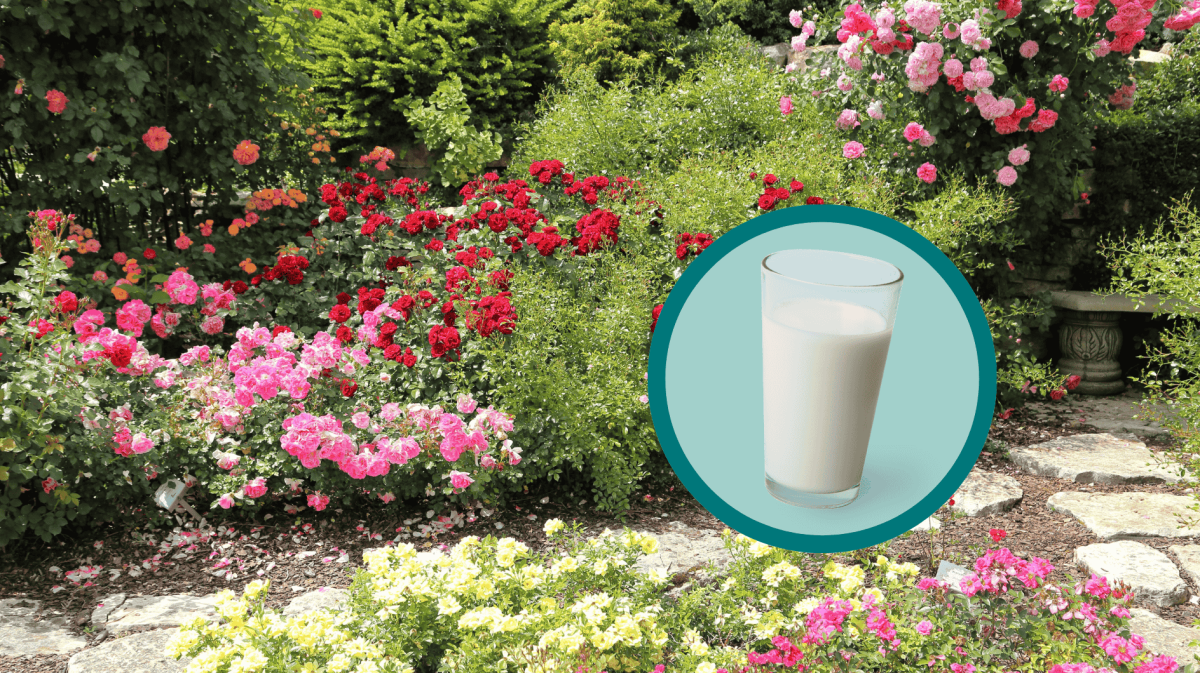 Rosengarten mit einem Glas Milch.