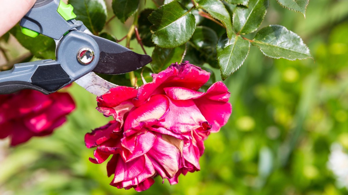 Gartenschere an Rose
