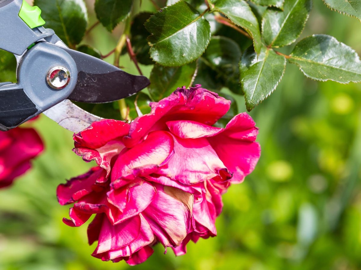 Gartenschere an Rose