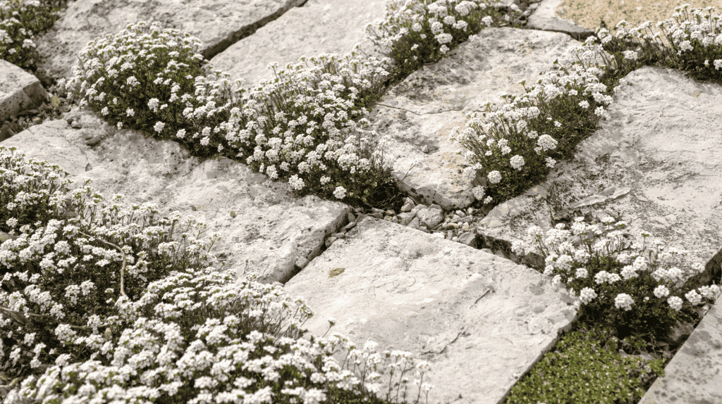 Sternmoos zwischen Trittsteinen im Garten.