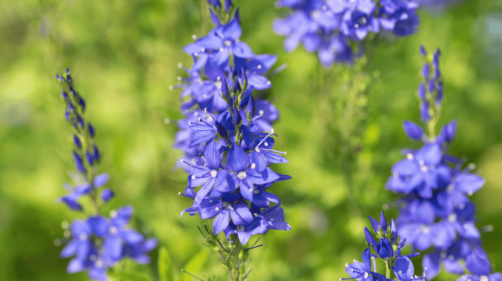 Ysop Pflanze im Garten.