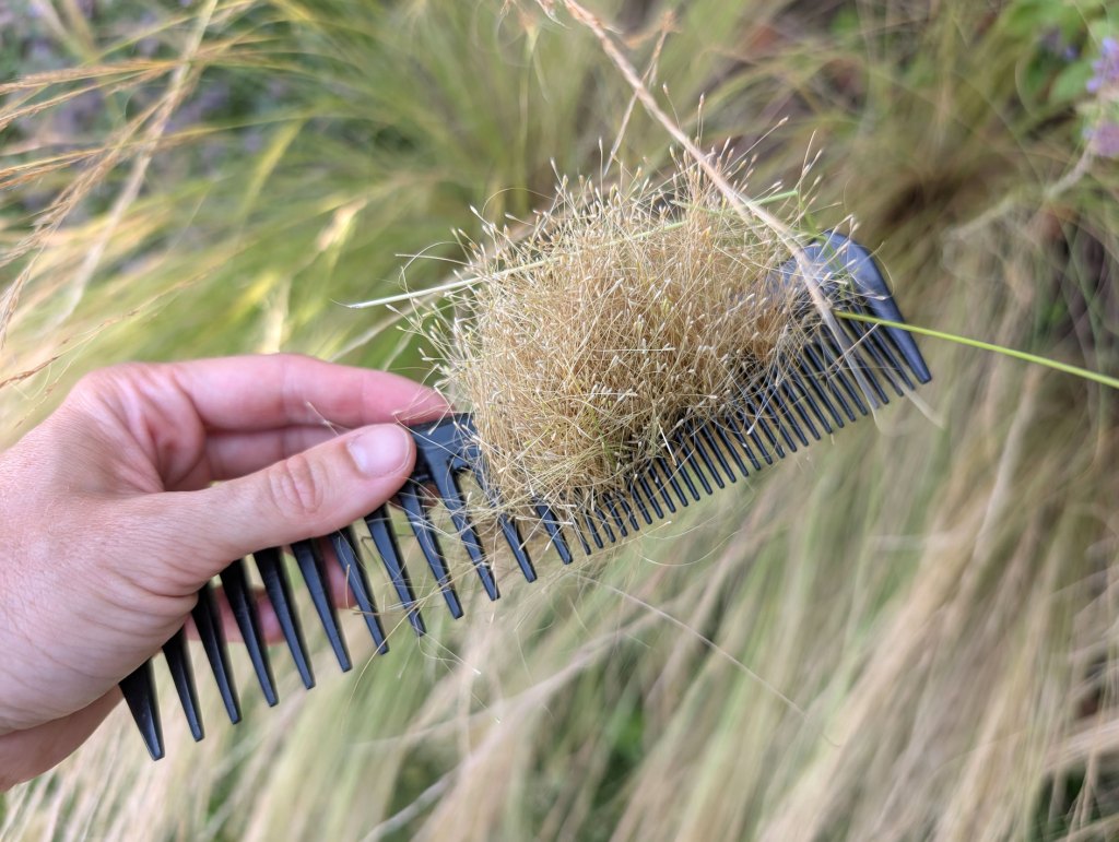 Federgrassamen auf Kamm