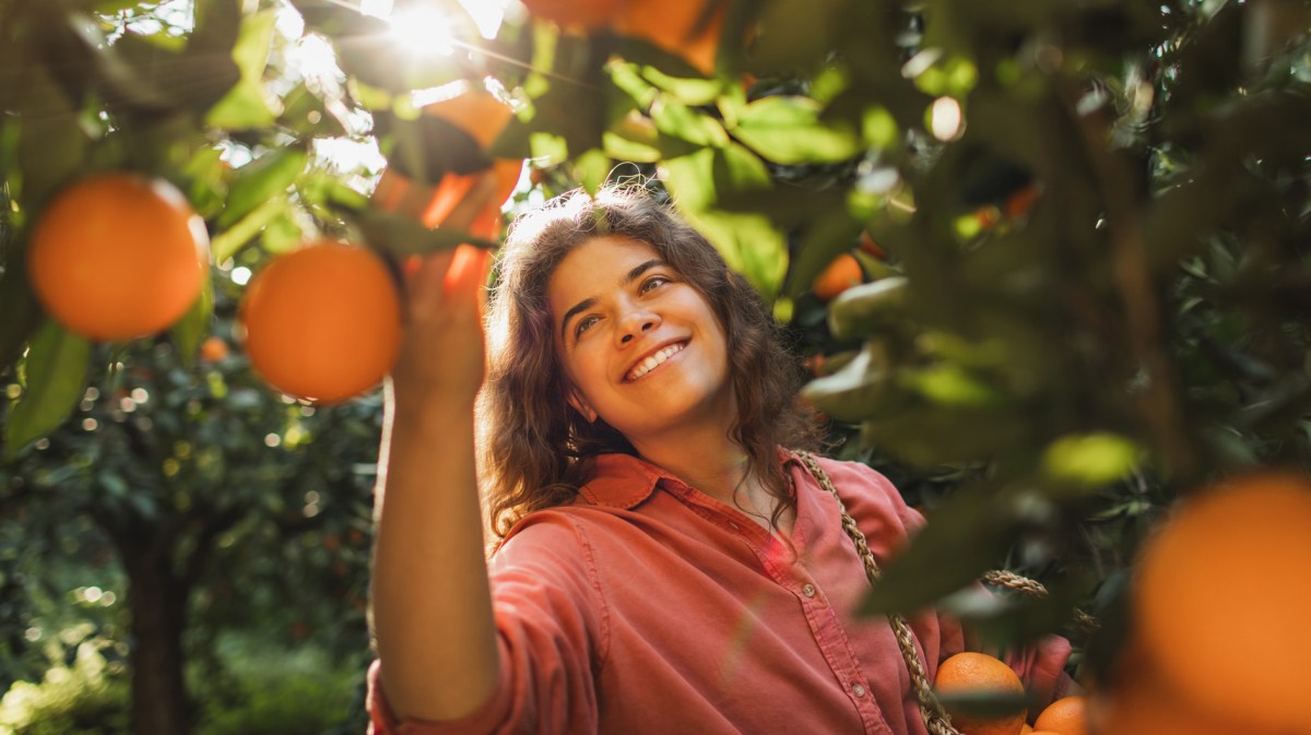 Frau, die in der Sonne Orangen vom Baum pflückt.