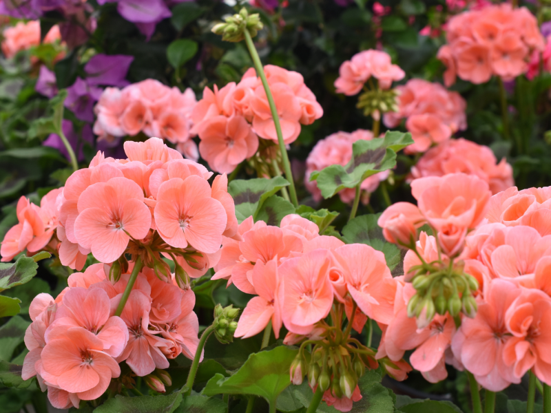 Geranien in Nahaufnahme im Garten.