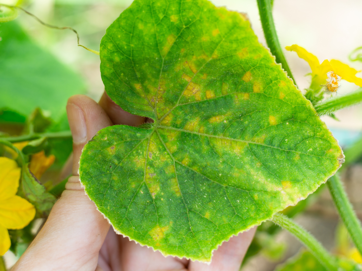 Nahaufnahme einer Gurkenpflanze mit gelben Bl&auml;ttern.