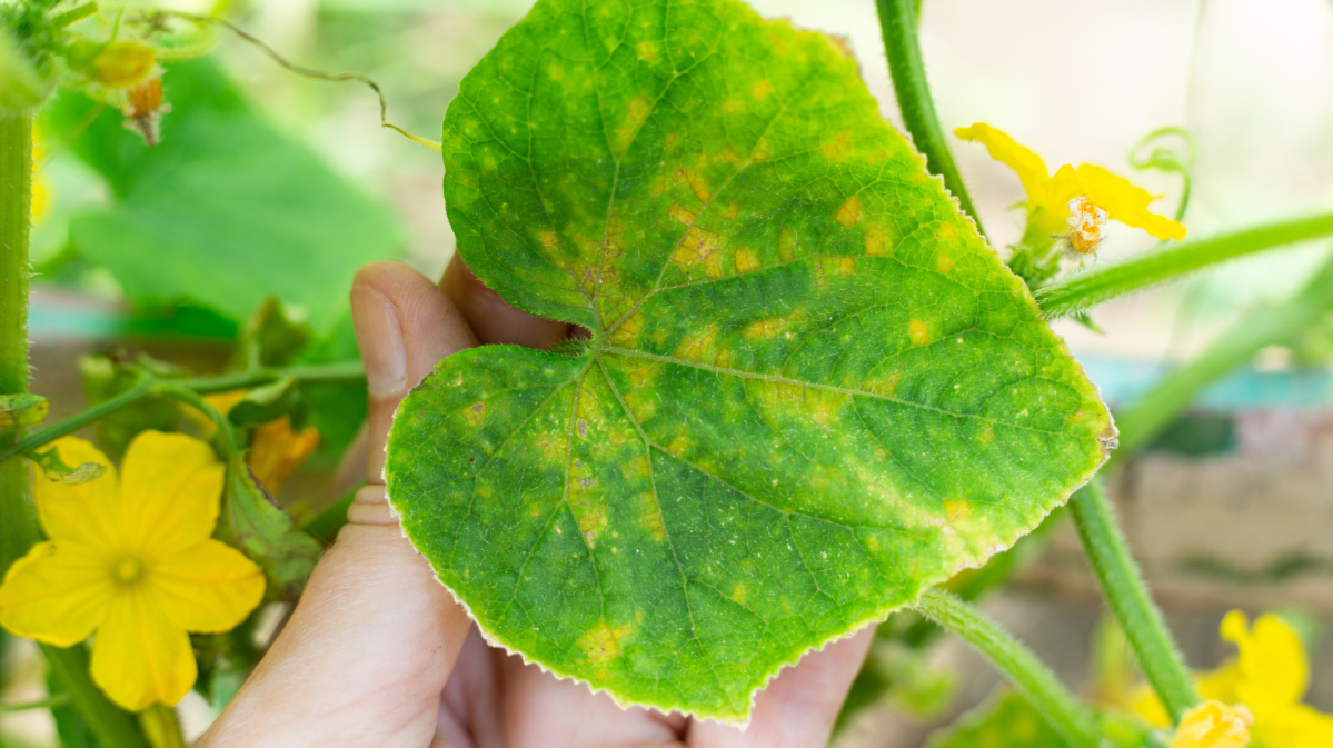 Nahaufnahme einer Gurkenpflanze mit gelben Blättern.