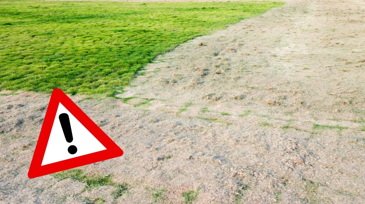 Eine Wiese, die gesandet wurde. Unten links ist eine Grafik von einem Achtung-Schild.