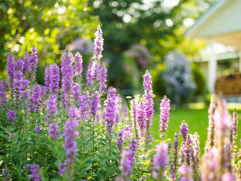 Blutweiderich im Garten