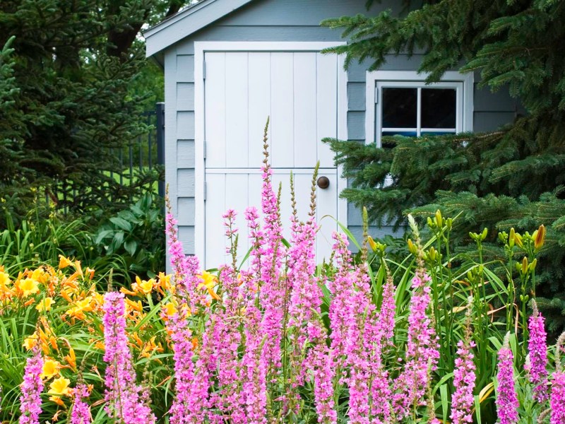 Blutweiderich im Garten