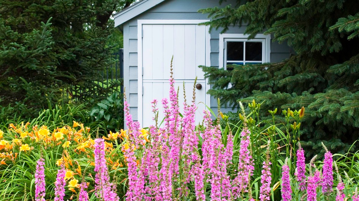 Blutweiderich im Garten