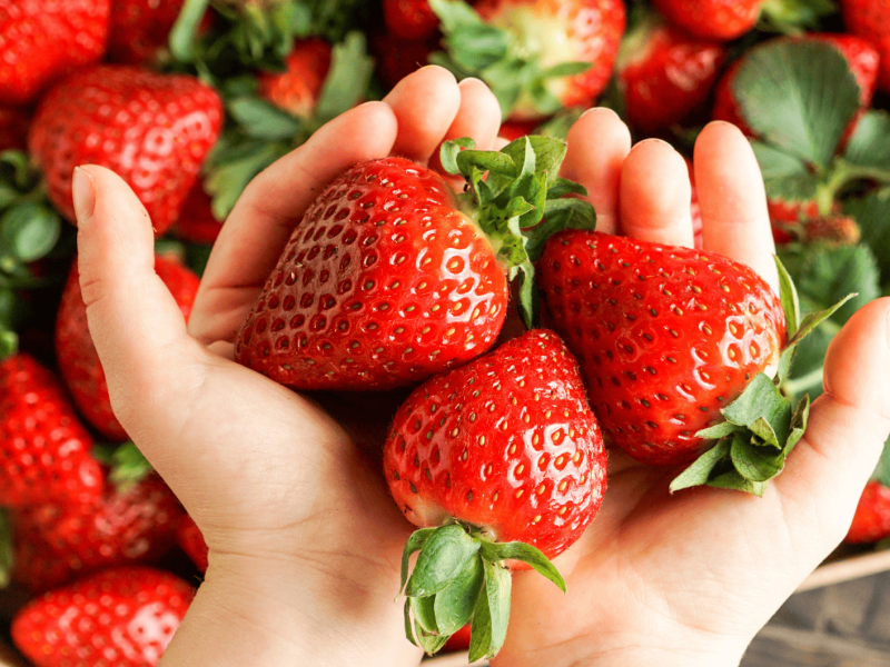 Person hält frische Erdbeeren in den Händen.