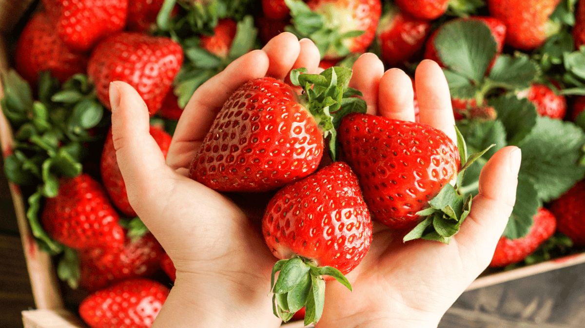 Person hält frische Erdbeeren in den Händen.