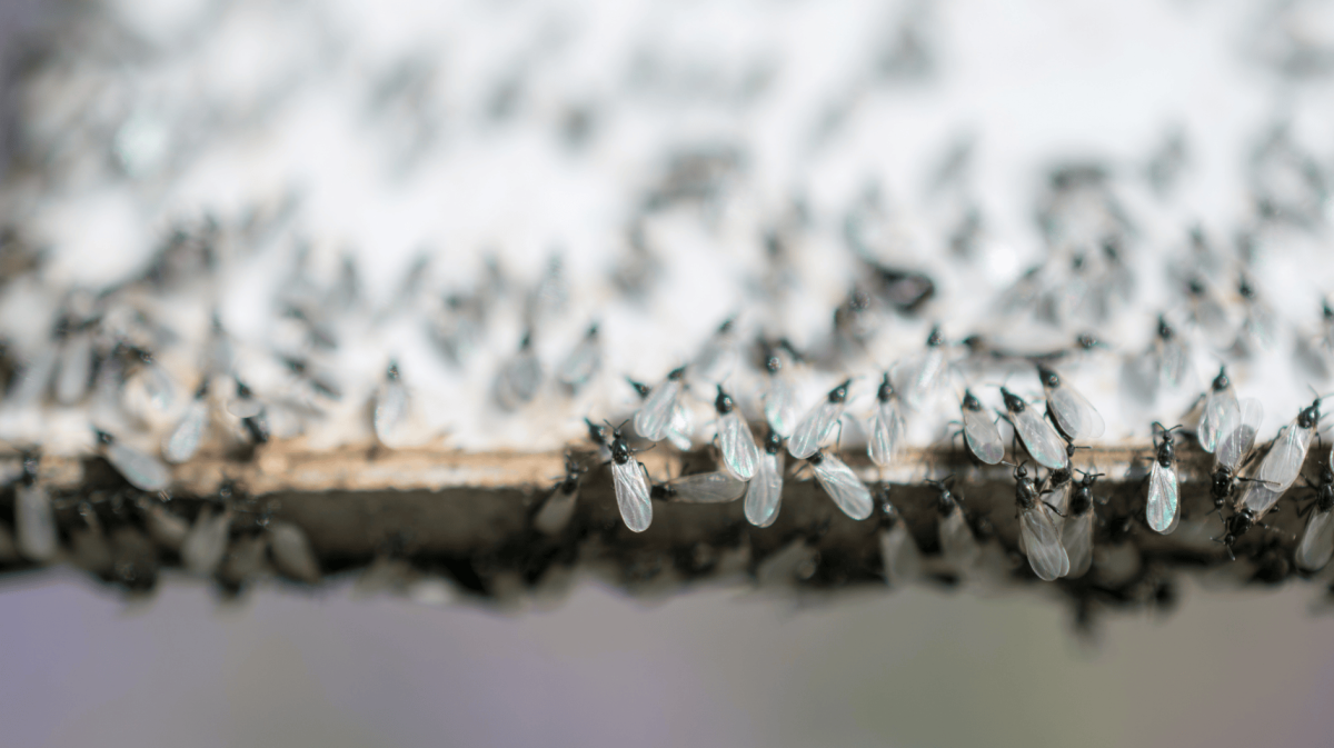 Ein Schwarm von fliegenden Ameisen sammeln sich auf weißem Hintergrund.