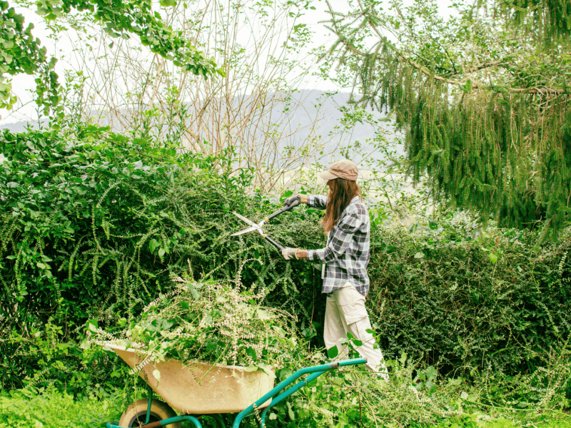 Frau steht in einem wilden Garten und schneidet mit einer Heckenschere eine große Hecke.