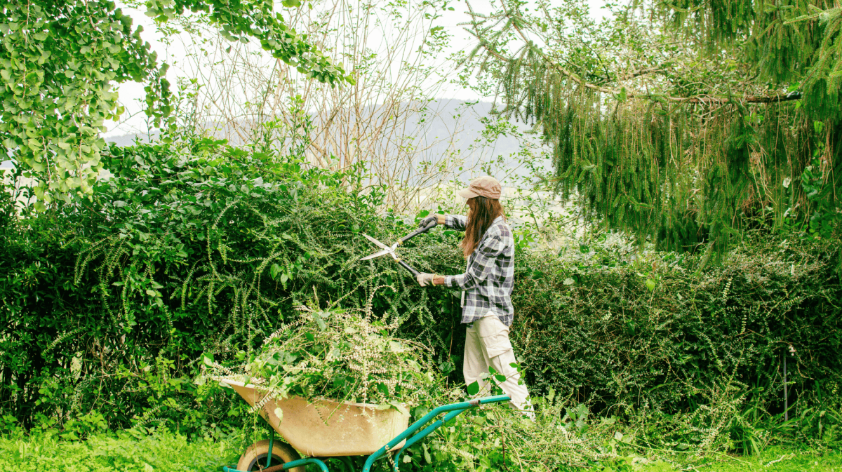 Frau steht in einem wilden Garten und schneidet mit einer Heckenschere eine große Hecke.